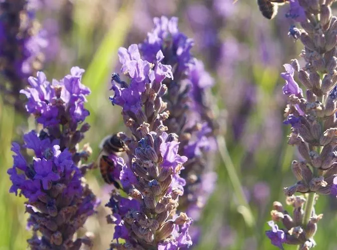Appartamento Oasis Tranquille - L'évasion Au Verdon *