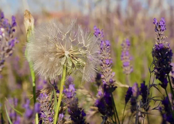 Oasis Tranquille - L'évasion Au Verdon Appartamento Gréoux-les-Bains