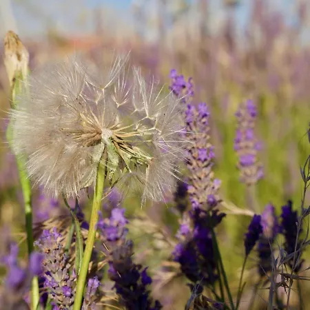 Oasis Tranquille - L'évasion Au Verdon Appartement Gréoux-les-Bains
